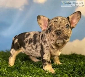 Mona Lisa French Bulldog