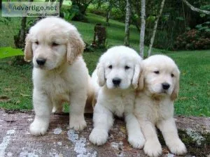 Sweet Golden Retriever Puppies for Sale