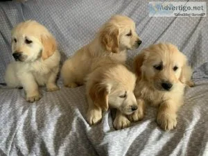 Super Adorable MF Golden Retriever Puppies