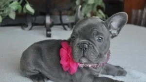 Awesome Blue Frenchies