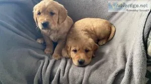Healthy Golden Retriever Puppies for Sale