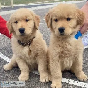 Excellent Golden Retriever Puppies