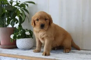 Golden Retriever Pups Ready forever homes