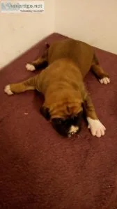 Mastiff mix