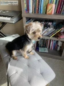 Yorkie mix