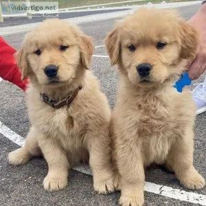 Brilliant Golden Retriever Puppies