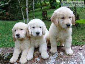 Absolute Golden Retriever Puppies For Sale