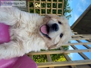 Super Golden Retriever Puppies