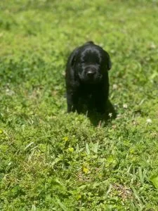 Lab Puppies