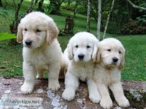 Amazing Golden Retriever Puppies