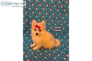 CKC Female Pomimo Puppies