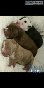 American Bully Pitbull Puppies