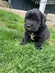 Dozer newfoundland mix