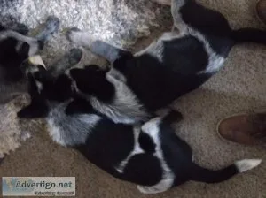 Puppies for Sale