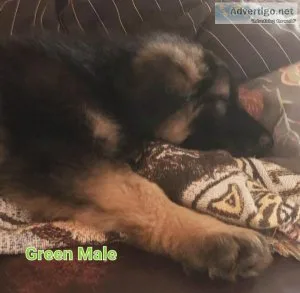AKC German shepherd puppies