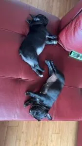 AKC Registered. 1 female French Bulldog