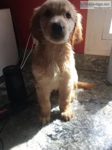 Golden retriever puppies sold without papers