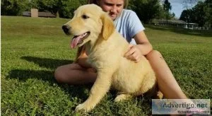 Quality AKC Registered. 1 female Golden Retriever