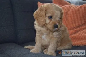 Our awesome cavapoo puppy is ready for rehoming.