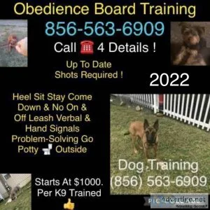 Pro training programs k9