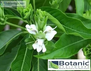 Adhatoda vasica extract manufacturers