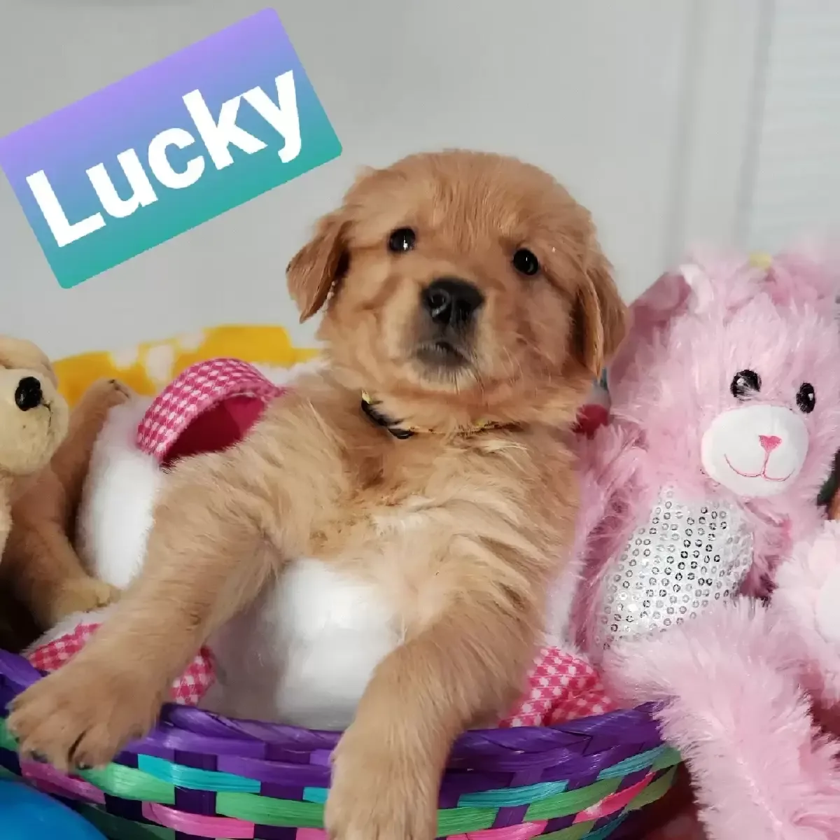Golden retriever dark red puppies