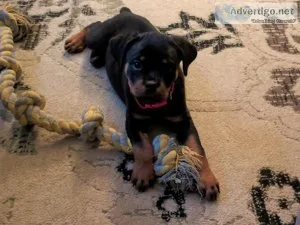 Rottweiler Puppy (Serbian Import)