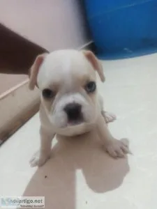 French bulldog for sale