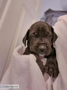 AKC Registered Great Dane Puppies
