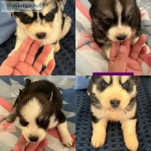 Aussie husky puppies for rehoming