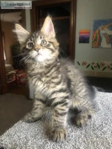 Maine coon kittens