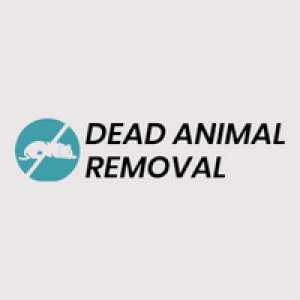 Get Professional Dead Cat Removal London - Deadanimalremoval.uk
