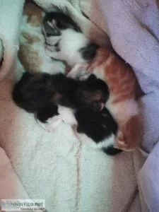 Calico kittens