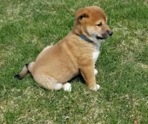 Shiba Inu Puppies