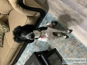 One year old Black and white standard poodles