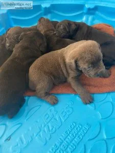 Cane Corso Puppies