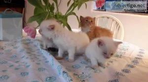 Sweet Ragdoll Kittens.