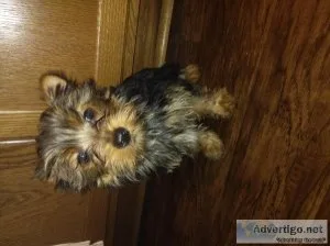 Female yorkie