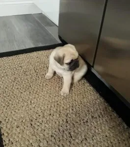 Pug puppies available.