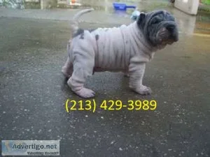 Purebred Shar Pei with distinctive coat
