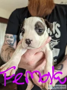 pit pups