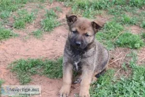 German ShepherdBelgian Malanois pups