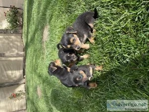 Sibling puppies for sale