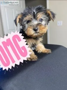 Male yorkie puppy
