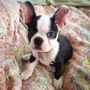 Got nice and amazing cute puppies