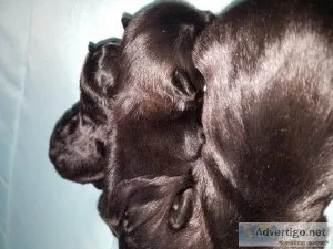 Shorkies puppies looking for forever HOMES