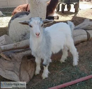 Mini Silky Fainting Goat Kids