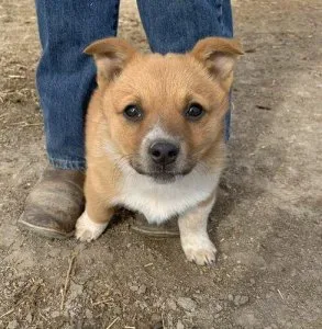 Pembroke Welsh Corgi