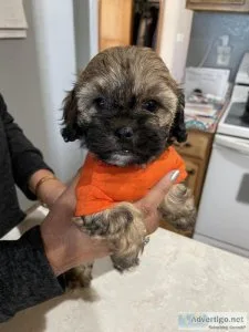 Shih Tzu-Poo puppies