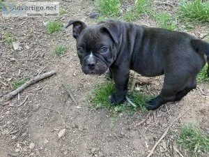 American bully